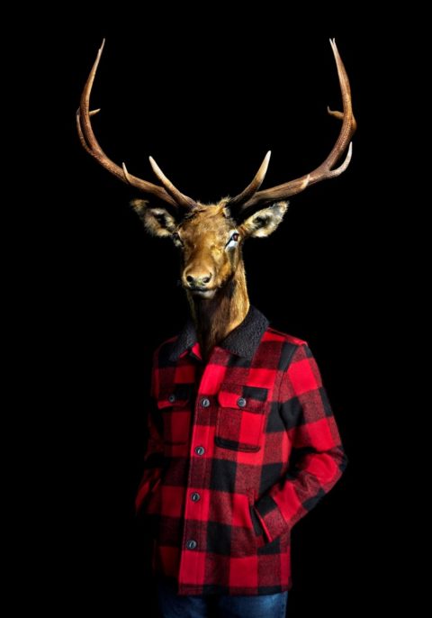 The Deer - Retrato número 106